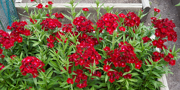 Dianthus 'Rockin' Red'