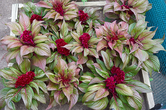 Celosia 'Gypsy Queen'