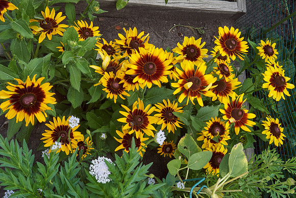 Rudbeckia 'Denver Daisy'