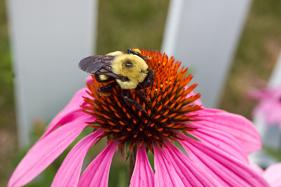 Coneflower pink
