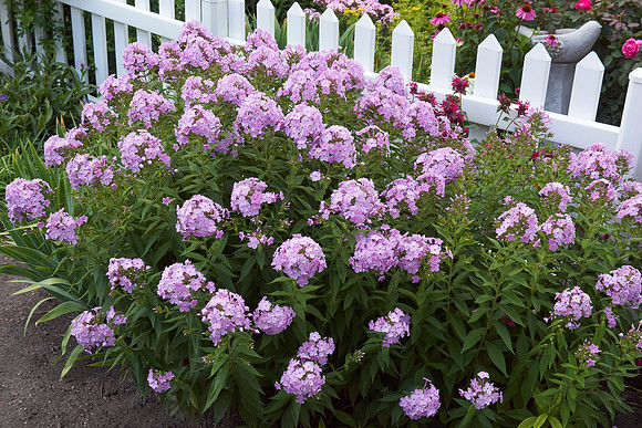 Phlox 'Pink Lady'