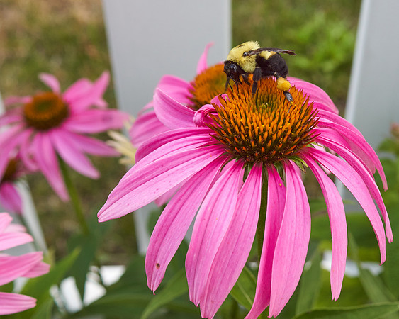Coneflower pink