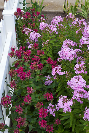 Monarda 'Raspberry Wine'
