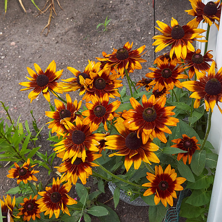 Rudbeckia 'Autumn Forest'