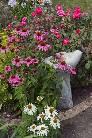 Coneflower 'Pow Wow White'