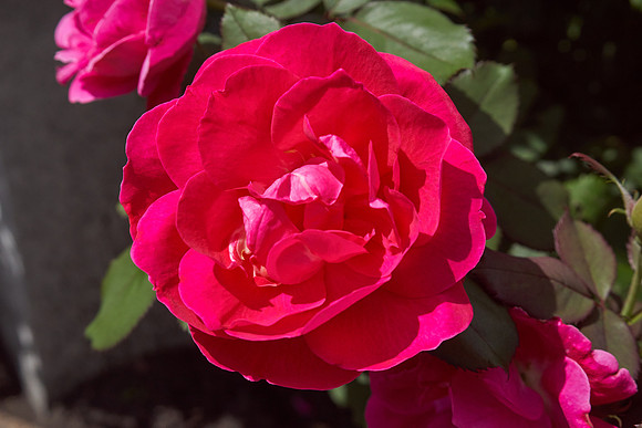 Rose 'Winnipeg Park'
