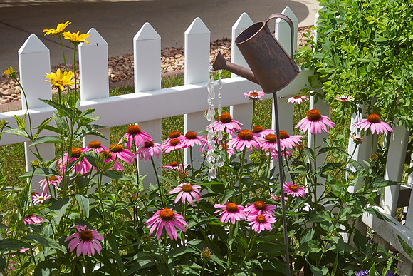 Coneflower pink