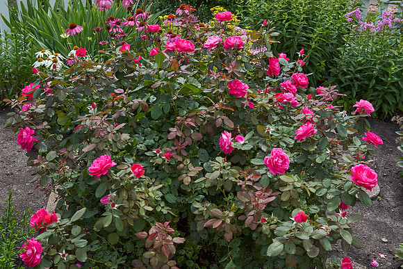 Rose 'Winnipeg Park'