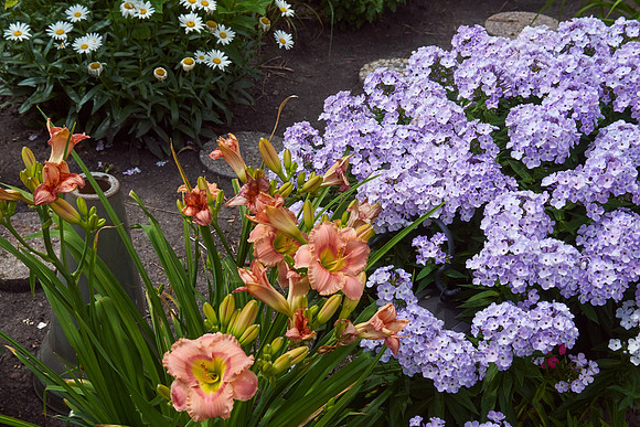 Lily Daylily orange