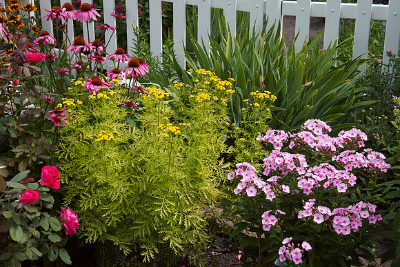 Tansy 'Isla Gold'