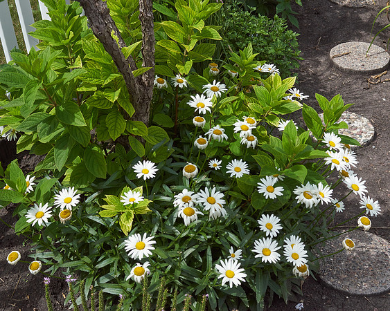 Daisy, Shasta white