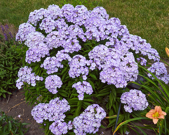 Phlox 'Blue Flame'