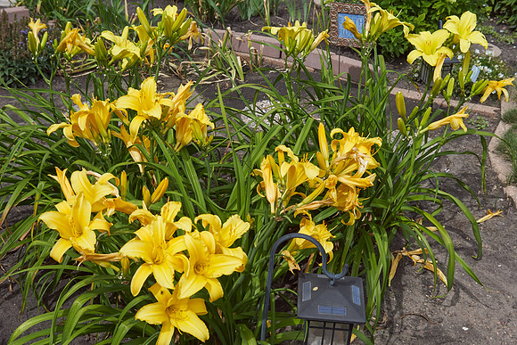 Lily Daylily 'Star Struck'