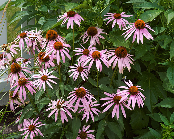 Coneflower pink