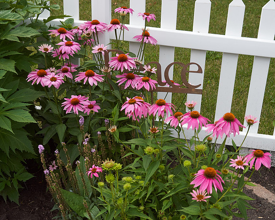 Coneflower 'Wild Berry'