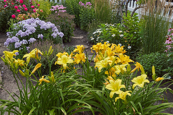 Lily Daylily 'Star Struck'