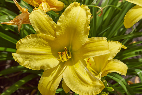 Lily Daylily 'Star Struck'