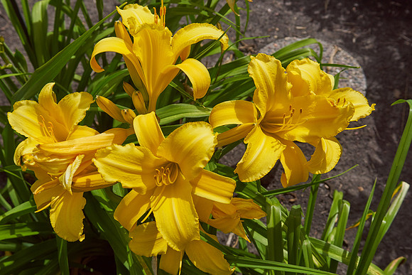 Lily Daylily 'Star Struck'