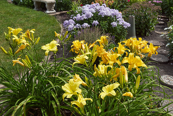 Lily Daylily 'Star Struck'