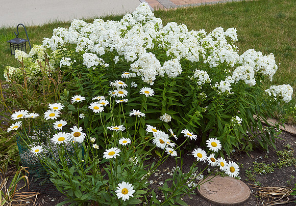 Daisy, Shasta 'Becky'