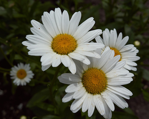 Daisy, Shasta 'Becky'