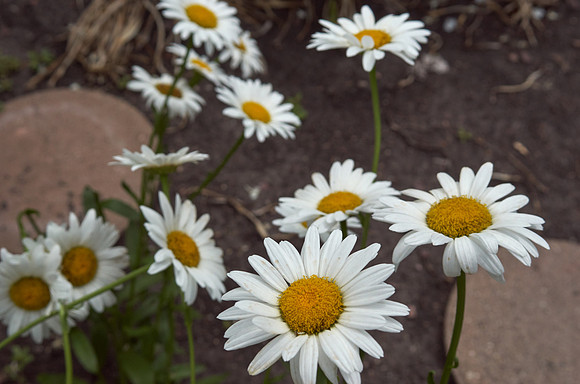 Daisy, Shasta 'Becky'