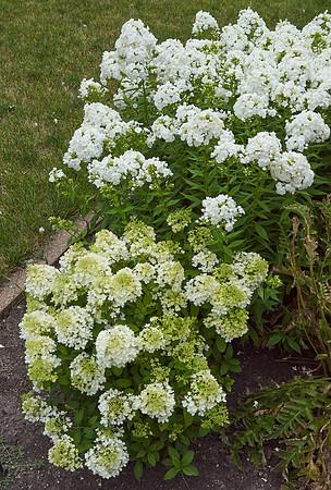 Hydrangea 'Little Lime'