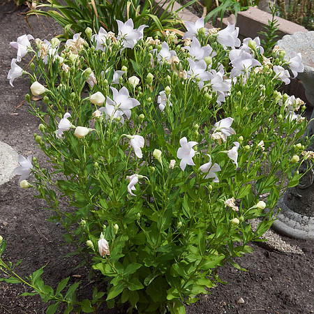 Bellflower 'Peachleaf'