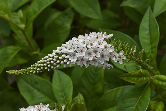 Gooseneck Loosestrife