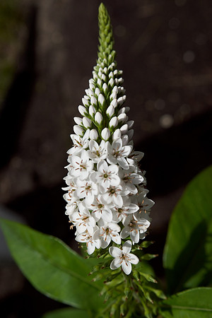 Gooseneck Loosestrife