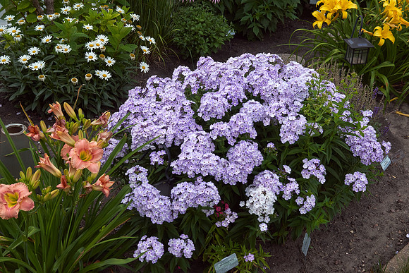 Phlox 'Blue Flame'