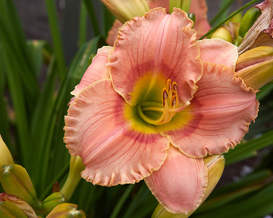 Lily Daylily orange