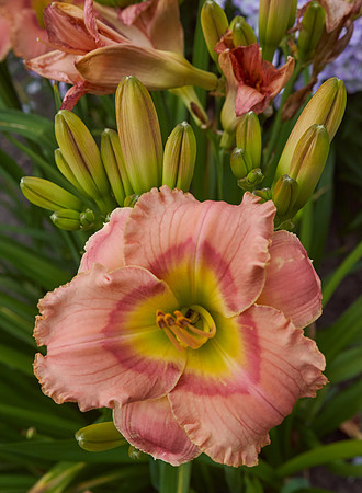 Lily Daylily orange