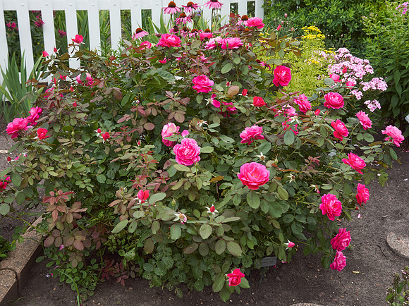 Rose 'Winnipeg Park'
