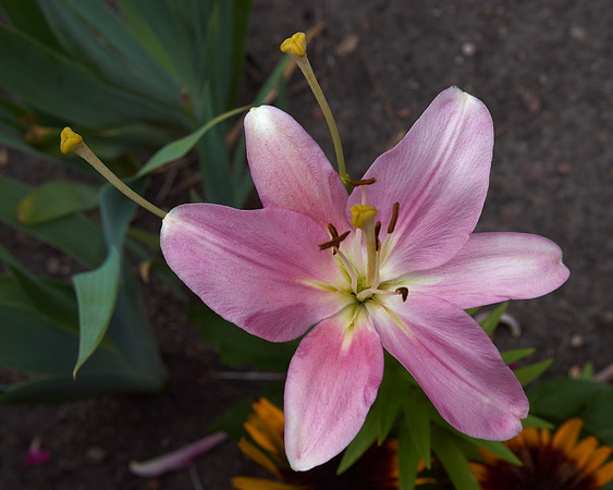 Lily Daylily pink