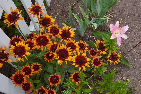 Rudbeckia 'Autumn Forest'