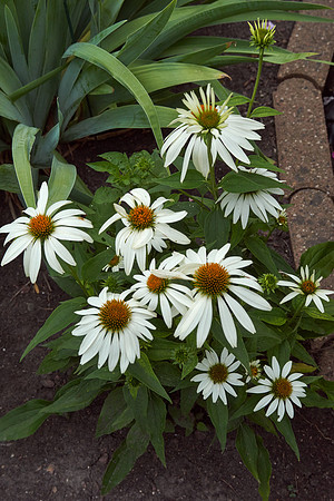 Coneflower 'Pow Wow White'