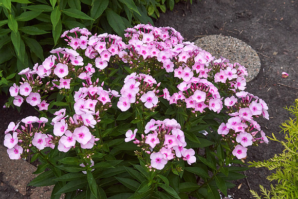 Phlox 'Cotton Candy'