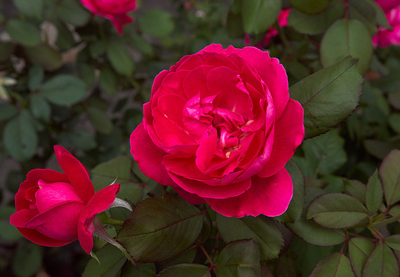 Rose 'Falling In Love'