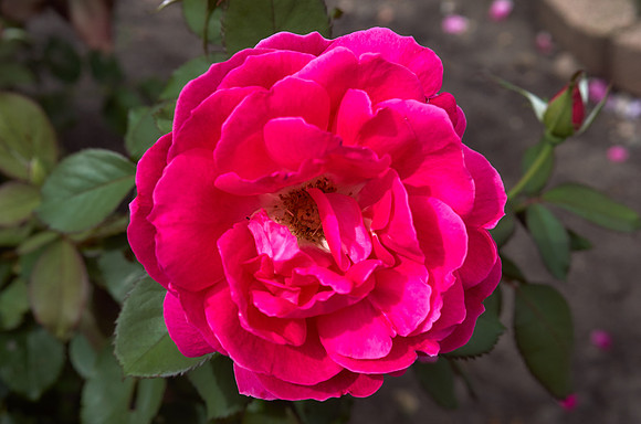 Rose 'Falling In Love'