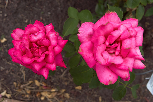 Rose 'Falling In Love'