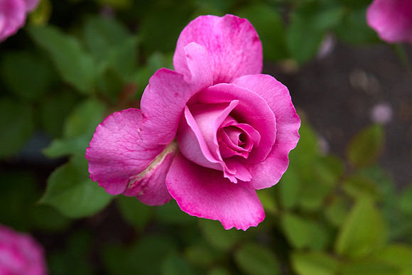 Rose 'Royal Amethyst'