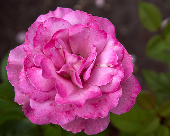 Rose 'Royal Amethyst'