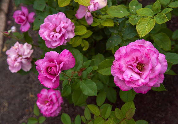 Rose 'Royal Amethyst'