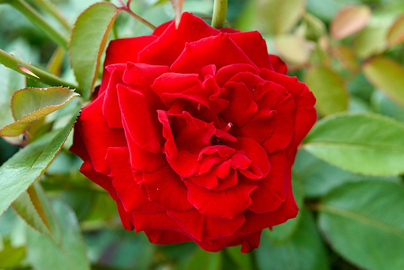 Rose 'Ingrid Bergman'