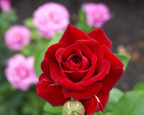Rose 'Ingrid Bergman'