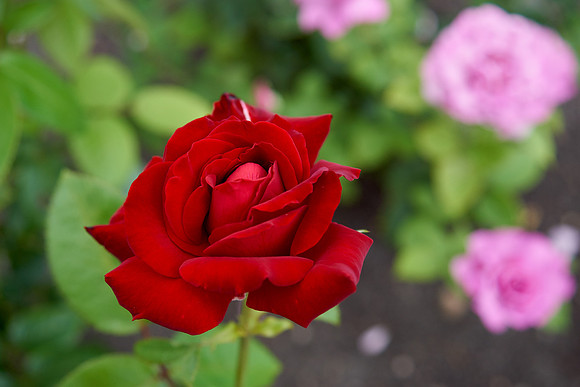 Rose 'Ingrid Bergman'