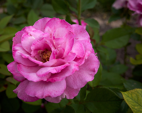 Rose 'Royal Amethyst'