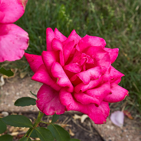 Rose 'Falling In Love'