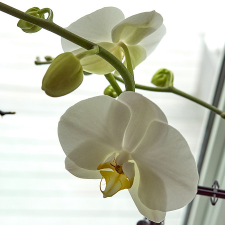 Orchid, White